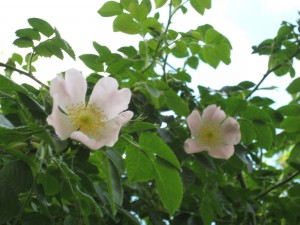 foto 004