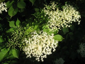 blumen-klein009