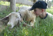 Raphael_ziege_882_540144abae96