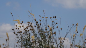 DSC01209