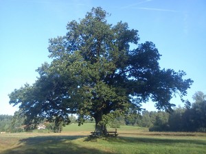 baum
