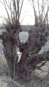 weidenbaum2